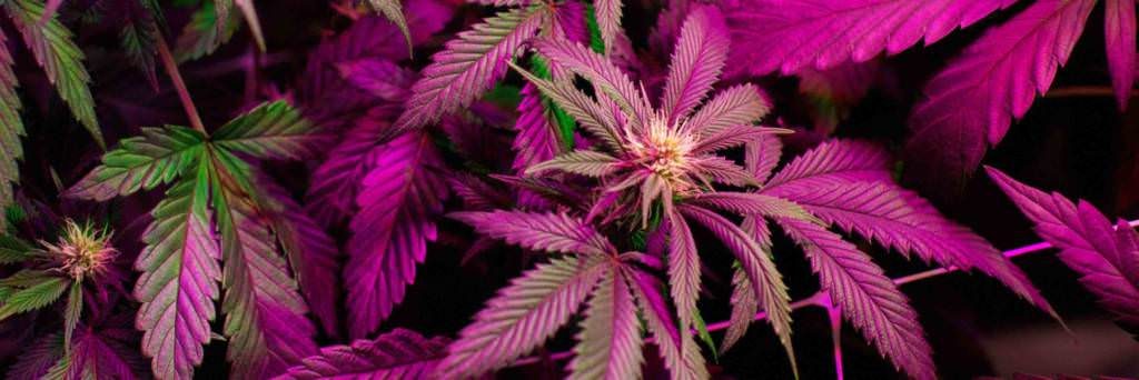 marijuana plant