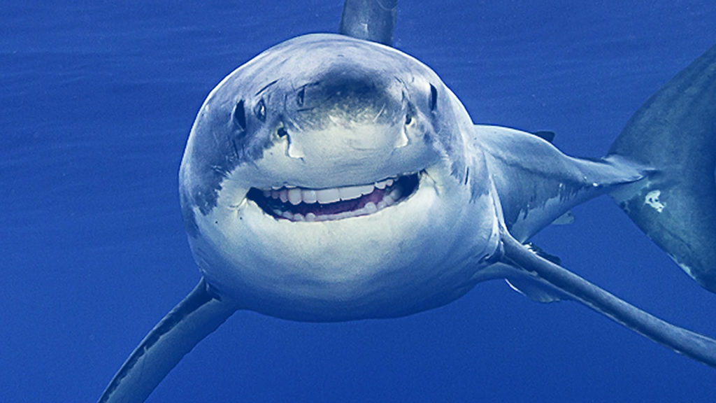 Shark Week 30th Years